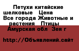 Петухи китайские шелковые › Цена ­ 1 000 - Все города Животные и растения » Птицы   . Амурская обл.,Зея г.